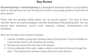 Stay Rooted