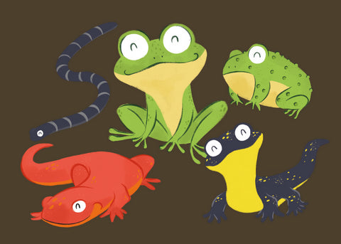 Amphibians