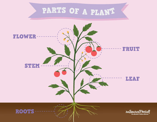 Parts of a Plant – rePo! Shop