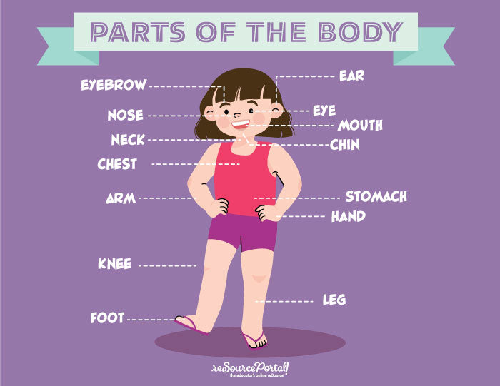 Body Part Guide Parts of the Body - Female – Resource Portal Shop