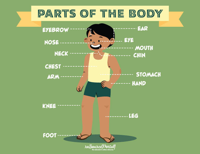 Body Part Guide Parts of the Body - Male – Resource Portal Shop