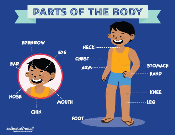 Body Part Guide Parts of the Body - Male with Facial Components – Resource Portal Shop